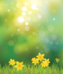 Wall Mural - vector of daffodil flowers on spring background.