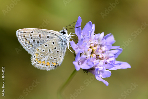 Fotoboard na płycie Motyl argus karmienia na kwiat rodzaju scabiosa