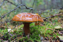 Beautiful Mushroom Of Boletus Badius