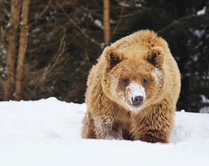 Wall Mural - wild brown bear in winter forest