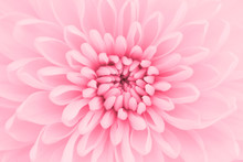 Pink Chrysanthemum Petals Macro Shot