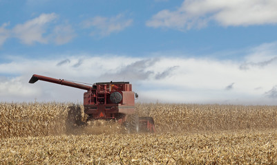 Picking Corn Crop