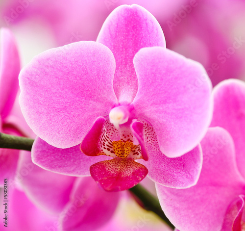 Board z aluminiowym obramowaniem Piękna purpurowa orchidea - phalaenopsis