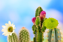 Cactuses With Flowers, On Blue Sky Background
