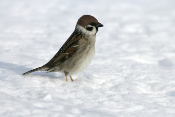 Wall Mural - Tree sparrow, Passer montanus