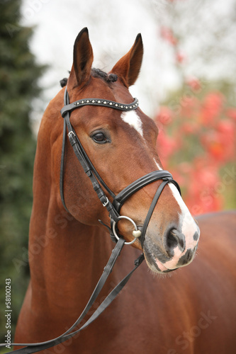 Naklejka na szybę Nice big horse with perfect hair style