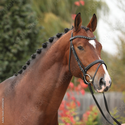 Obraz w ramie Nice big horse with perfect hair style