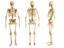 Human Skeleton, Three Views