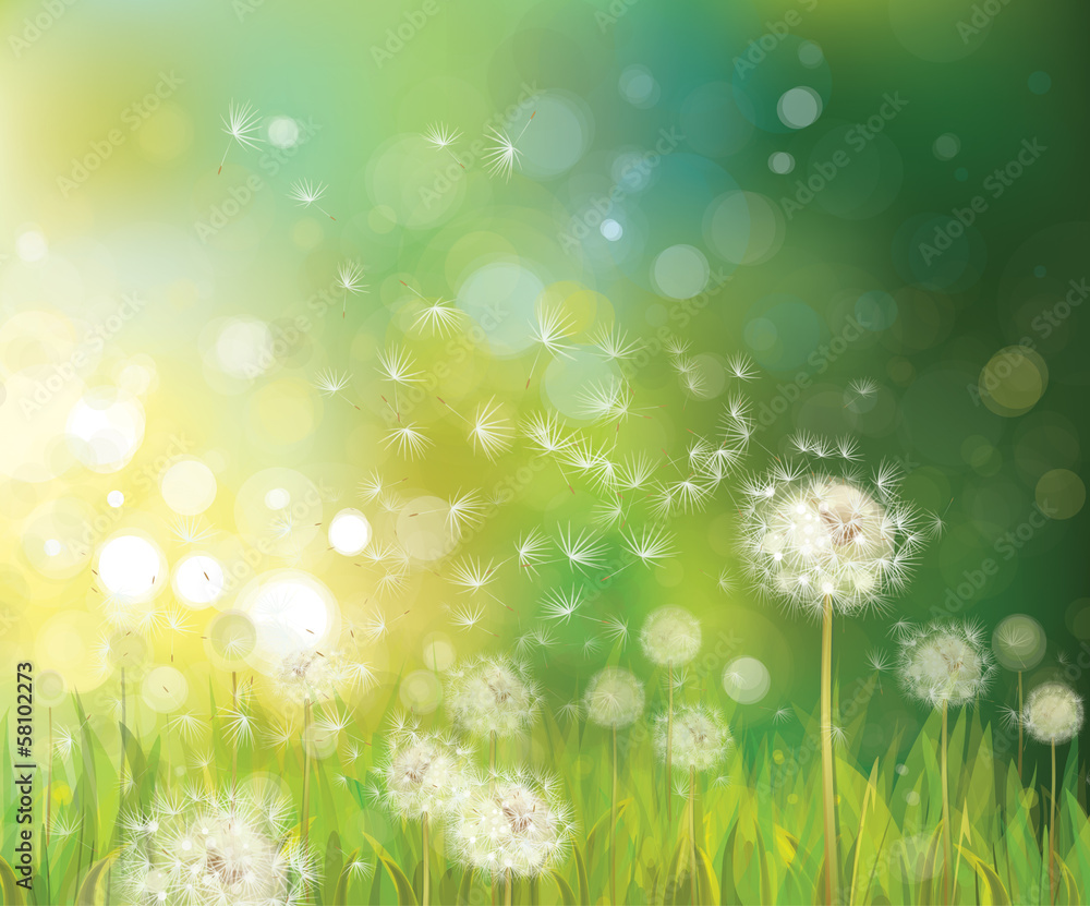 Vector of spring background with white dandelions. - obrazy, fototapety, plakaty 