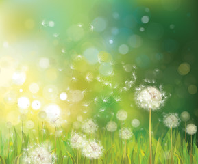 Wall Mural - vector of spring background with white dandelions.