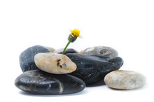 Sunflower Growing Out Of Pebbles, Life Concept