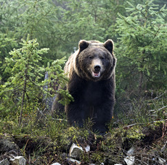 Wall Mural - brown bear