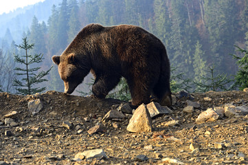 Wall Mural - brown bear