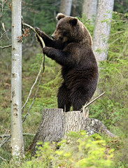 Wall Mural - brown bear