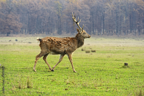 Naklejka samoprzylepna Jeleń