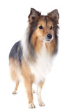 Fototapeta  - shetland dog