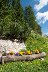 Poster - Flowers Colors of Dolomites in Summer Season - Italy