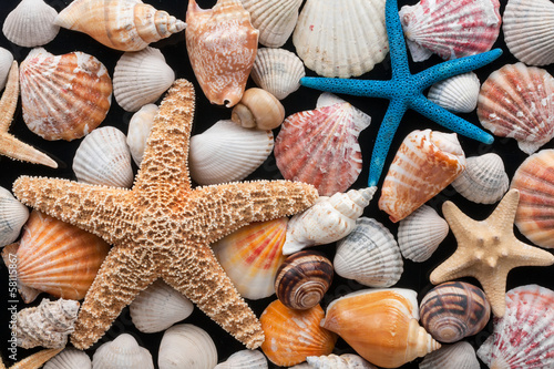 Obraz w ramie Starfish and shells