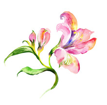 Watercolor Delicate Lily