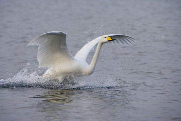 Poster - Whooper swan, Cygnus cygnus