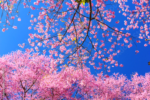Naklejka samoprzylepna Sakura kwiaty wiśni w sezonie wiosennym