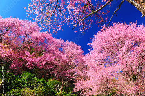 Naklejka samoprzylepna Sakura kwiaty wiśni w sezonie wiosennym