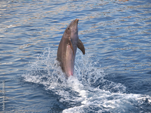 Board z aluminiowym obramowaniem Delfin