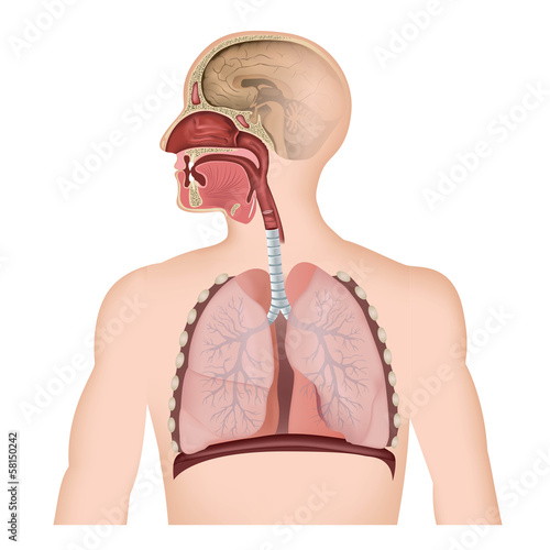 Fototapeta na wymiar Anatomie der Atemwege