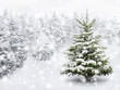 canvas print picture - Tannenbaum in schönem Schneefall