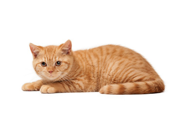 Wall Mural - small red british kitten on white background