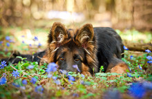 German Shepherd Puppy Lying In Flowers In The Wood