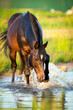 Horse splashing in the water