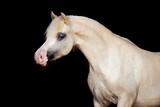 Fototapeta Konie - Welsh pony isolated on black background
