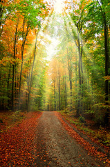 forest path