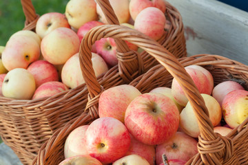 Natural fresh red and yellow apples lay in the baskets