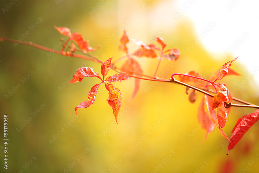 Red leaves on bright background