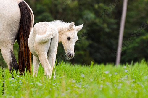 Fotografía White horse foal in a green grass.