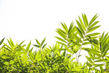 Wall Mural - Bamboo leaves on white background