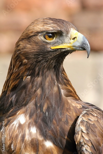 Nowoczesny obraz na płótnie Eagle