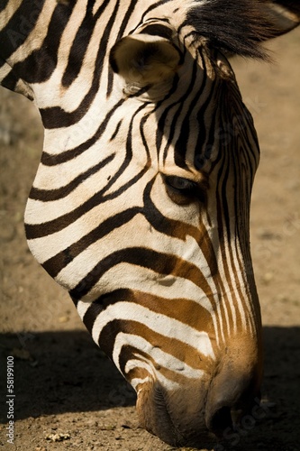 Board z aluminiowym obramowaniem Zebra