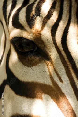 Board z aluminiowym obramowaniem Zebra