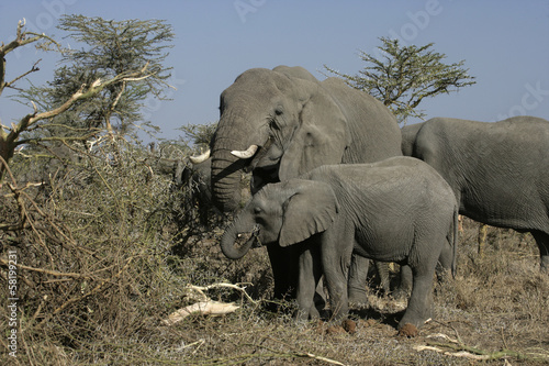 Board z aluminiowym obramowaniem Słoń afrykański, loxodonta africana