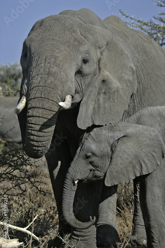 Board z aluminiowym obramowaniem Słoń afrykański, loxodonta africana