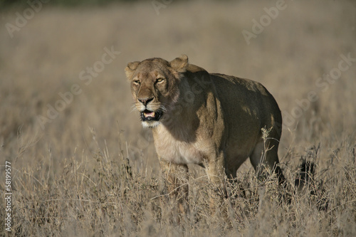 Board z aluminiowym obramowaniem Lew afrykański, panthera leo