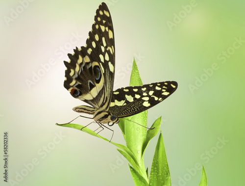 Fotoboard na płycie Motyl na bambusowej draceny sanderiana