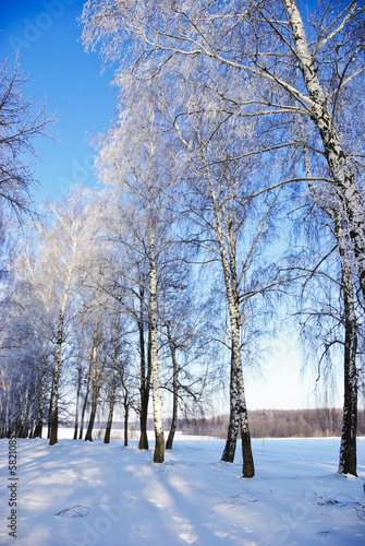 Fotoboard na płycie Drzewa w mroźny zimowy poranek, na skraju lasu.