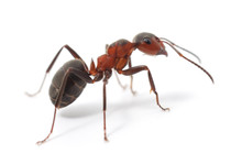 Isolated Red Ant