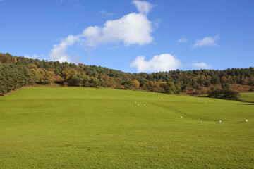 Wall Mural - autumn pastures