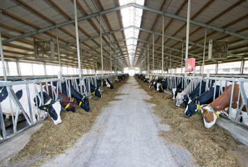 Canvas Print - Interior of modern Holstein Friesian cow stable