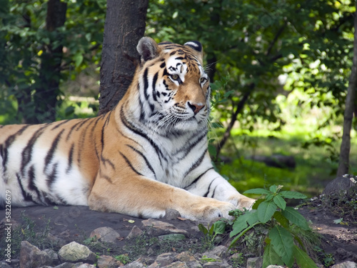 Board z aluminiowym obramowaniem Tygrys syberyjski lub amur (panthera tigris altaica)